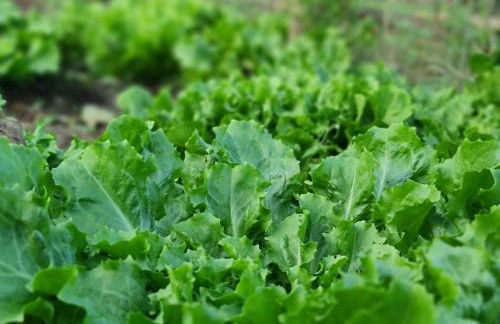 Rancho Comancho - Foto 45