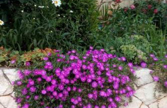 Apartments by the sea Luka Dubrava, Peljesac - 13632 - Foto 9