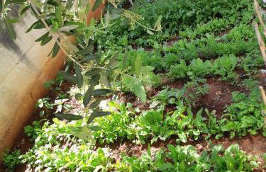 Villa SARA - Photo 25