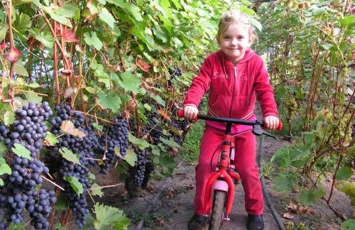 Winnica Na Leśnej Polanie - Foto 8