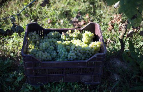 Palazzo Tronconi agriturismo - Foto 12