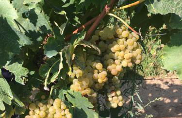 Agriturismo La Casina nel Vigneto - Foto 37