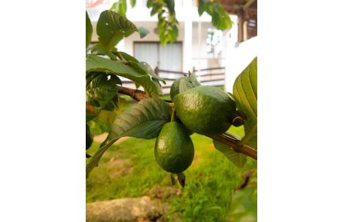 Piscina Aquecida, Jacuzzi, internet veloz, no centro de Serra Grande - Apt Verde - Vila Pitangueira - Photo 28
