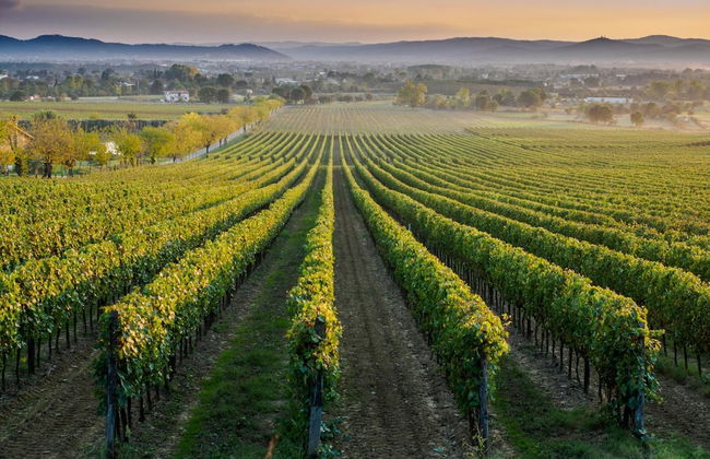 Agriturismo Il Palazzo - Foto 49