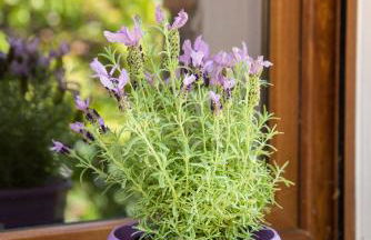 Calypso Villa with Jacuzzi Pool & Sea View - Foto 40