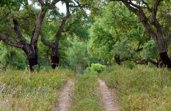 Quinta do Archino - Foto 20