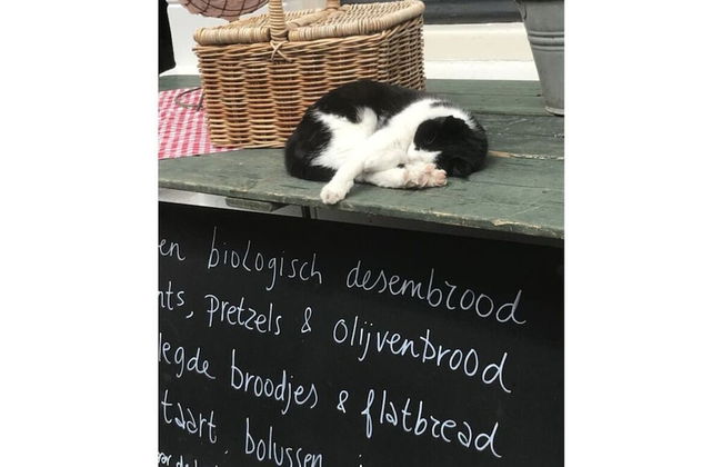 Holiday Home for the Kuckelkorn Family - Photo 9