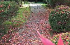 Estação das Hortênsias, seu aconchego em Gramado - Foto 46