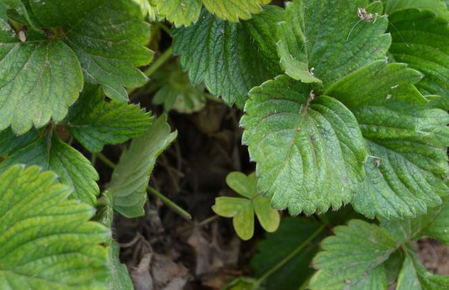 Villa Elena - Photo 43