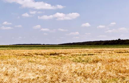 Hollweck´s Landoase - Foto 22