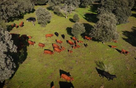 Wishome - Casa con piscina en una preciosa finca privada - Foto 23