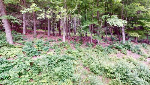 Quechee Hollow 2C - Foto 2