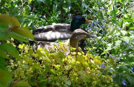 Ferienwohnung Wild - Foto 34