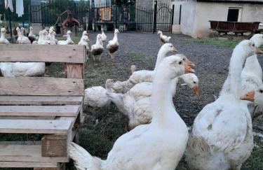 Gosp. Agroturystyczne Stary Gaj - Foto 75