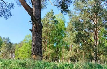 Leśna Chata kuracyjna nad rzeką z sauną w Borach Tucholskich - Foto 36