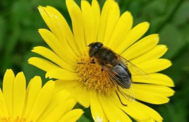 Friesenbude Deluxe - Foto 6