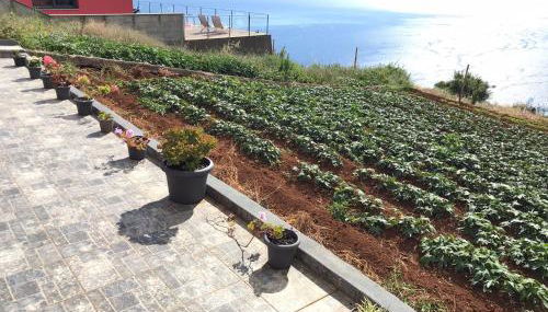 Palheirinho da Achada - Photo 5