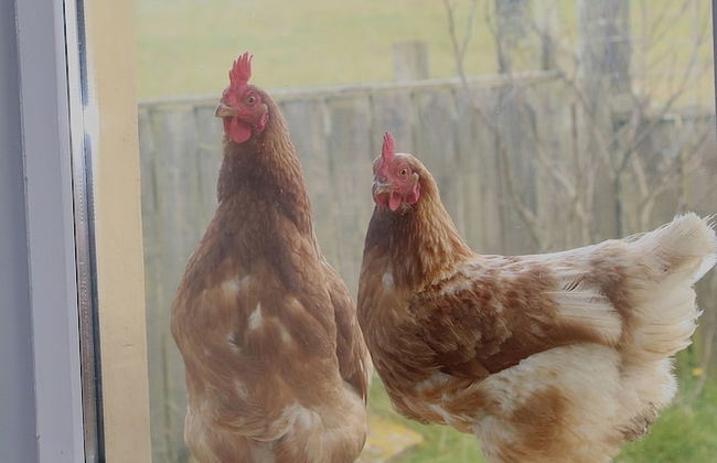 Kirkapol Beach Sleeps 4 With Dog Access - Foto 13