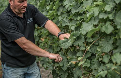 Weinquartier Conzen - Foto 34