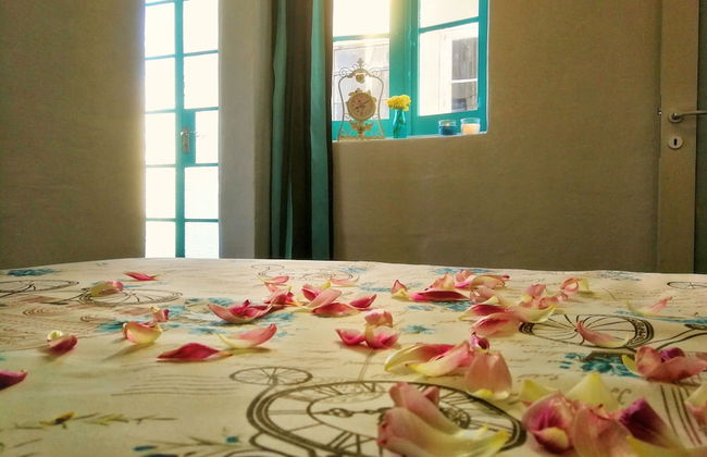 Maltese Maltese - Foto 14