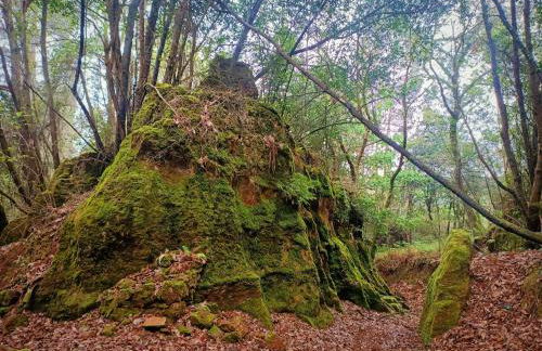 Apartamentos la buganvilla Novales - Foto 11