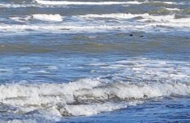 Seesternchen - Foto 15