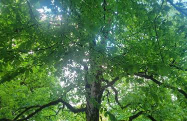 SchlossNest Isny - Denkmal Kultur Park Stadt - Foto 40
