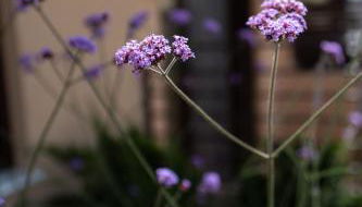 Ikima Living - Foto 3, Garden view