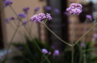 Ikima Living - Foto 3