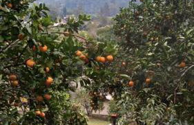 Sítio em área rural, ao pé da Serra Gaúcha. - Foto 8