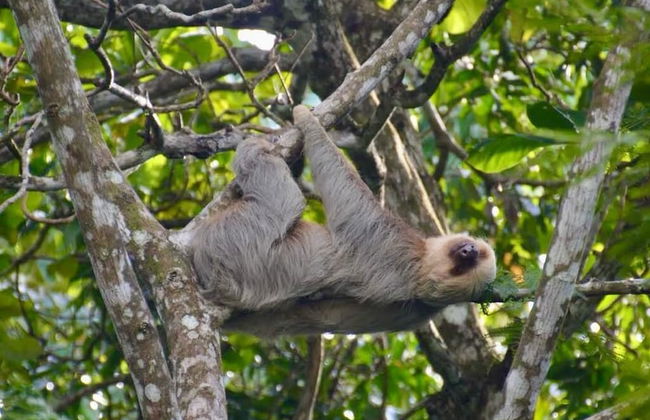 Casa Amable by Ronny's place - Manuel Antonio - Foto 21