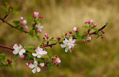 Apartamentos Fonda Finet - Foto 70