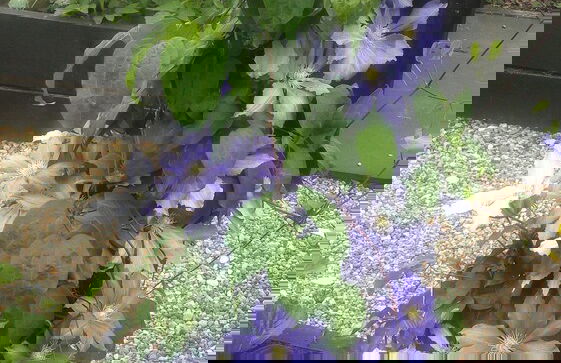 Cambridge Coach House - Foto 28