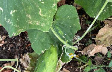 Appartement Vila Fajen - Foto 19