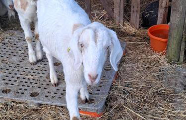 Mardi Gras, Upwell - Foto 18