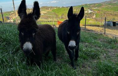 Casa degli Ulivi - Foto 14