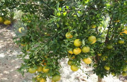 Casa Agradável com piscina. - Foto 25