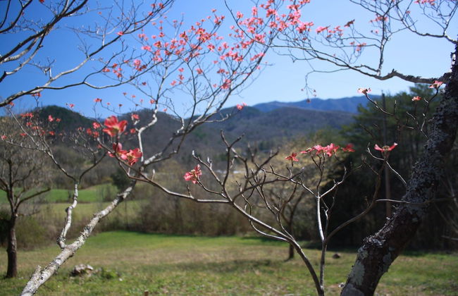 Peace of Paradise - Photo 38