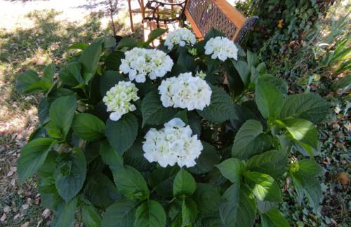 Anette's nettes Dachjuchhe - Foto 38