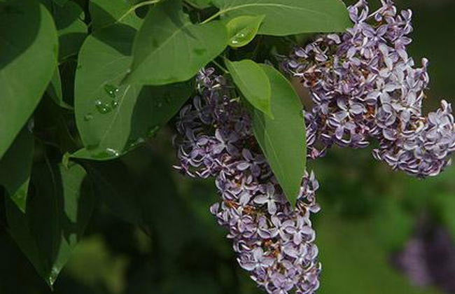 Villa vuorenpää - Foto 29