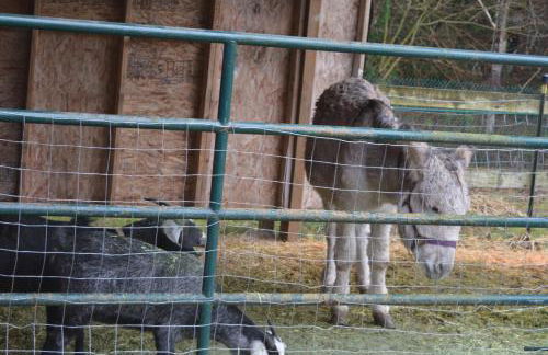 House on Acreage with Farm Animals in Bothell, Close to Seattle Bellevue Kirkland - Foto 43