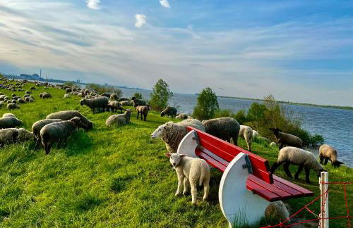 Muggelhuus das Ferienhaus im Alten Land / Pflaumenbaum - Photo 33