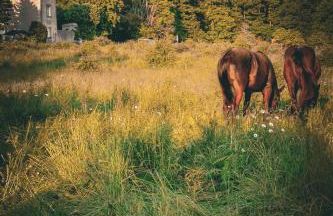 Domaine de la Chambaudière - Foto 10