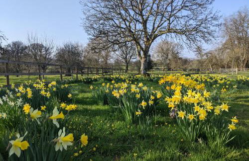 Dryslwyn Cottage - Foto 50