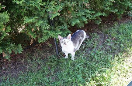 Czarodziejska Góra Kozubnik Daglezja - Foto 26