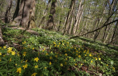 Ferienwohnung Osterwieck Mittelstraße 4 - Foto 22