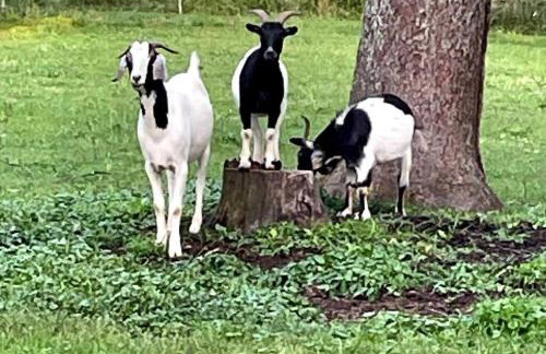 Bourbon Trail: Caboose on the Farm - Foto 6