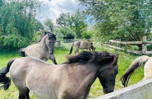 Der Konikhof, Natur, Ruhe, R-Auszeit - Photo 19