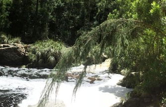 Teniqua Treetops - Foto 64