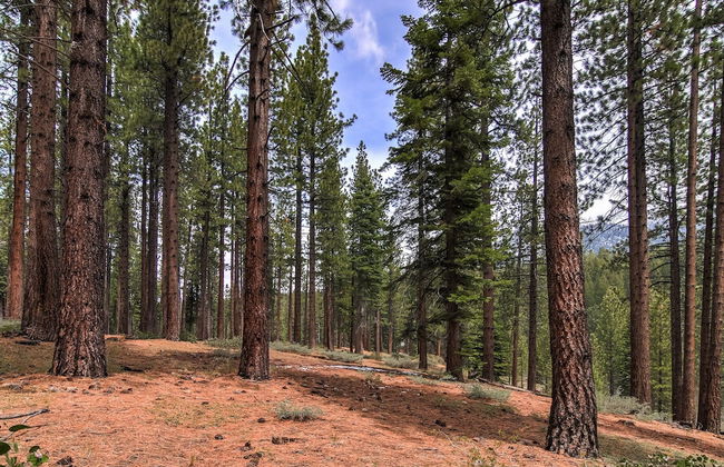 Bear Haus - Fur Babies Welcome! - Foto 21